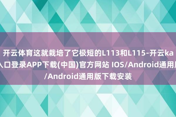 开云体育这就栽培了它极短的L113和L115-开云kaiyun登录入口登录APP下载(中国)官方网站 IOS/Android通用版下载安装